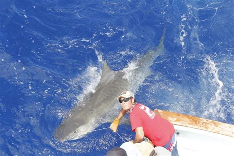 5 of the Best Shark Fishing Spots in the Nation - Free …