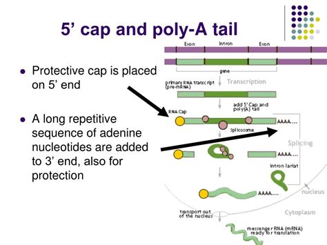 5 Prime Cap And Poly A Tail