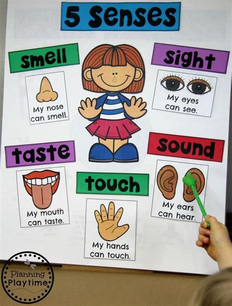 5 Senses Planning Playtime Preschool 5 Senses Worksheets - Preschool 5 Senses Worksheets