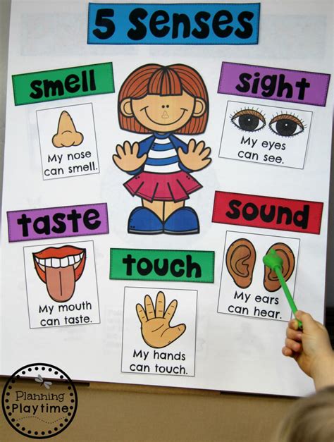 5 Senses Planning Playtime Sense Of Sight Preschool - Sense Of Sight Preschool