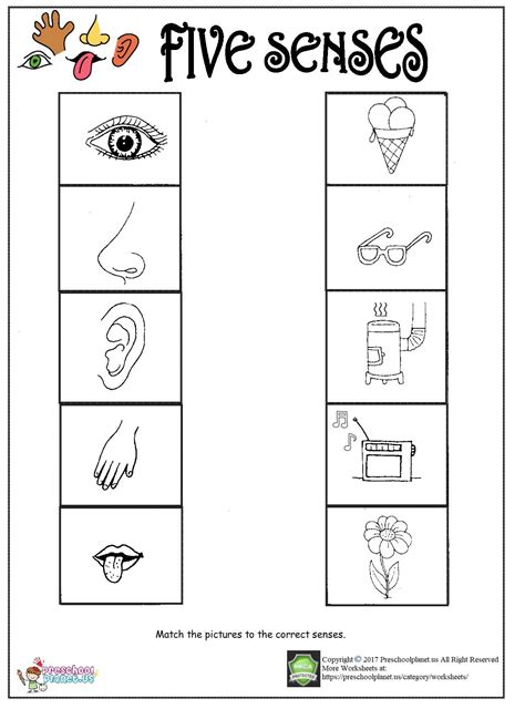 5 Senses Worksheets For Preschool And Kindergarten Free Printable Pictures Of The Five Senses - Printable Pictures Of The Five Senses