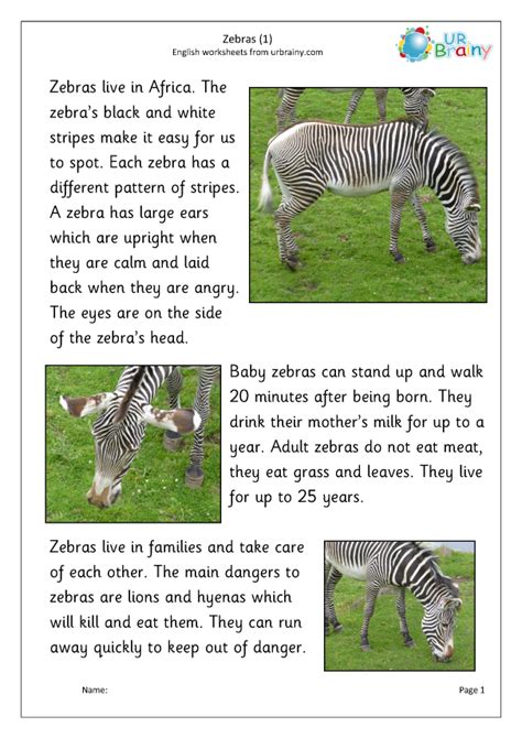 5 Sentences About Zebra   About Zebra Paragraph With Short Sentences For Class - 5 Sentences About Zebra