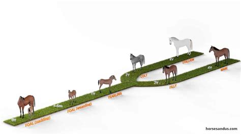 5 Stages Of A Horseu0027s Life Cycle Multimedia Life Cycle Of Horse - Life Cycle Of Horse