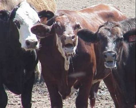 5 tips to keep your cattle safe in the summer heat