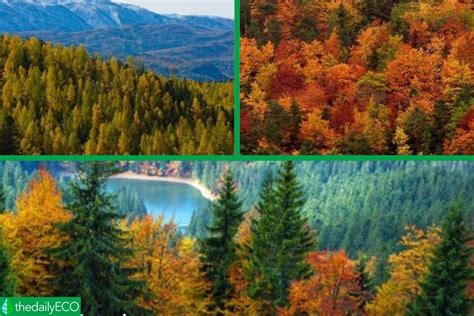 5 Types Of Forests In India