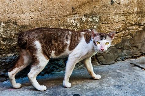 5 Ways Feral Cats Do More Good Than Cat Doing Science - Cat Doing Science