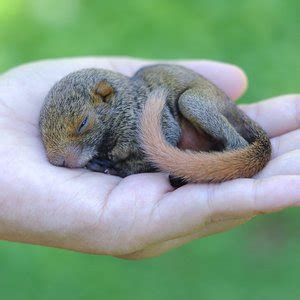 5 week old baby squirrel.  Squirrel Care The content in this section on ...