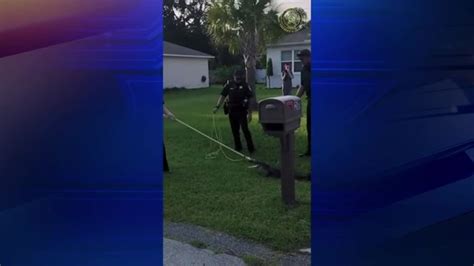 5-foot gator removed from Flagler County home’s front lawn