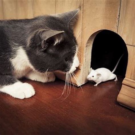 5. People say that the cat likes catching big mice => The cat . 6. It ...