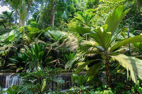 5. Vegetation of Singapore - National Parks Board - raincitystudios.com