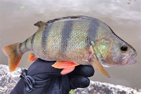 5.262 Perch in rivers Video Stok - Shutterstock - raincitystudios.com