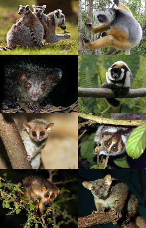 5.3: Primate Diversity - Social Sci LibreTexts - muktibox.com