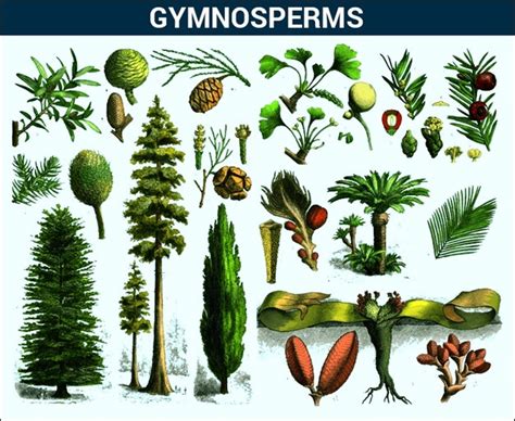 5.6.3: Gymnosperms - Biology LibreTexts - muktibox.com