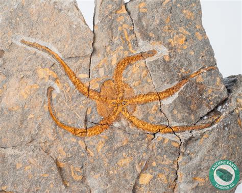 5.65 in. Brittle Star Fossil Ophiura from Morocco