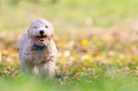 50,000+ Free Dog & Animal Images - Pixabay - wintechmobiles.com