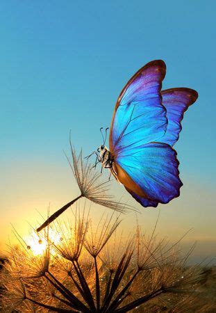 50,075 Small Butterfly Stock Photos and Images - 123RF