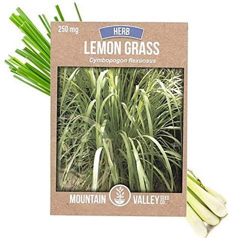 50+ Lemongrass Seeds Cymbopogon Citratus Non GMO Heirloom Aromatic Herb ... - raincitystudios.com