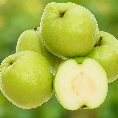 50+ White Seedless Guava Seeds for Planting - Crystal Variety - raincitystudios.com