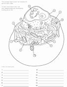 50 Animal Cell Coloring Worksheet Chessmuseum Template Library