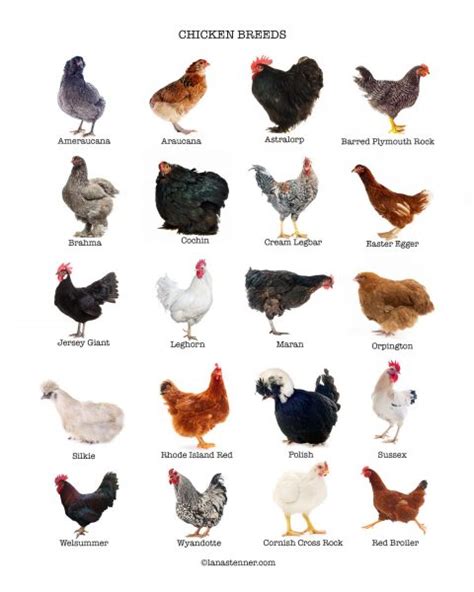 50 Best Chicken Breeds to Farm With in SA - Farming … - raincitystudios.com