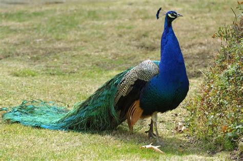 50 Beautiful Peacock Facts You Should Not Miss - Facts.net