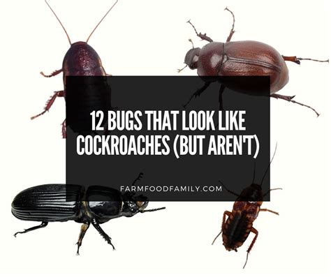 50 Bugs That Look Like Cockroaches Gavoot