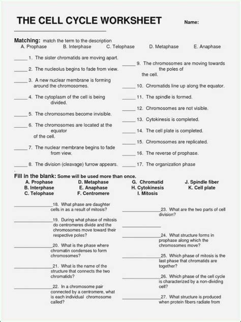 50 Cell Cycle Worksheet Answers