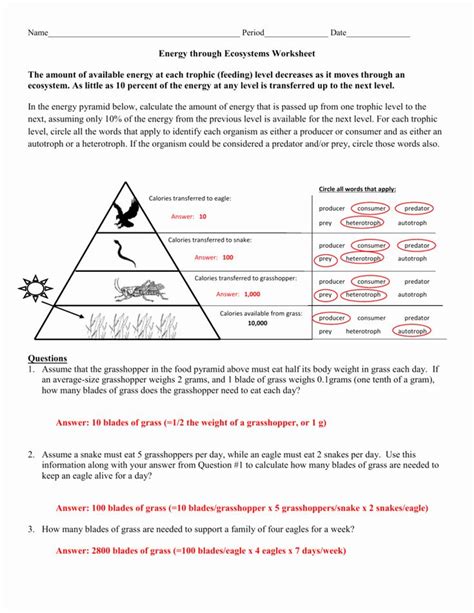 50 Ecological Pyramids Worksheet Answer Key