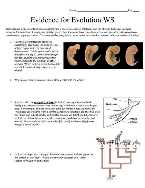 50 Evidence For Evolution Worksheet