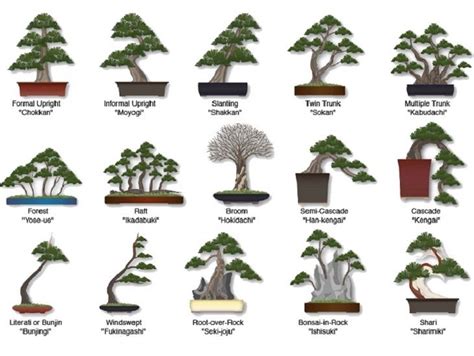 50 Types of Bonsai Trees (With Pictures and Names) - raincitystudios.com