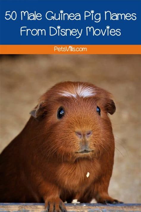 50 Unique Guinea Pig Names From Disney Movies - Petsvills