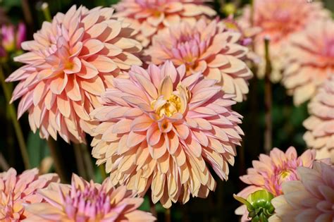 50 WATERCOLOR MIX DAHLIA Variabilis Double Bloom Mixed …