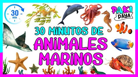 50 Animales Marinos