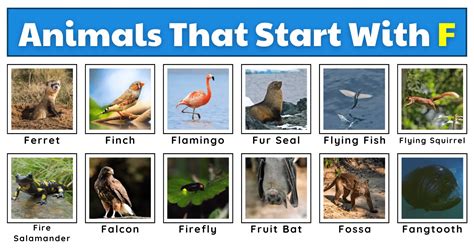 50 Fascinating Animals That Start With F Plus Objects Beginning With F - Objects Beginning With F