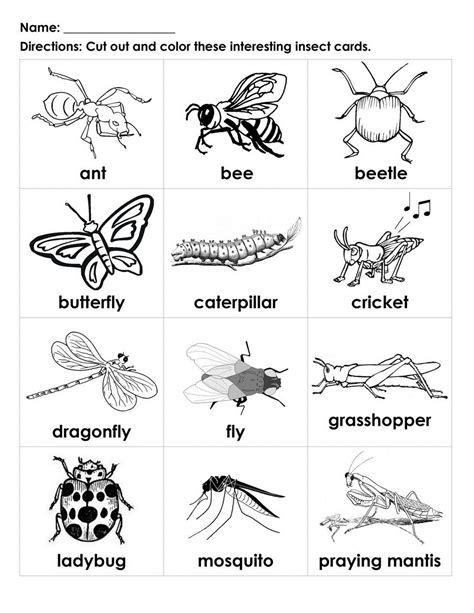 50 Free Printable Insect Worksheets For Kindergarten Insect Worksheets For First Grade - Insect Worksheets For First Grade