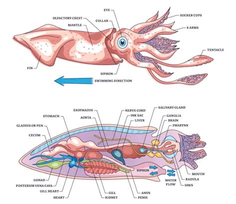 50 ft squid.  The squid's complex brain, which is tiny compared to its body, is sha...