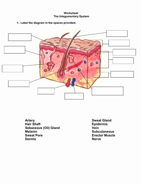 50 Integumentary System Worksheet Answers The Integumentary System Worksheet - The Integumentary System Worksheet