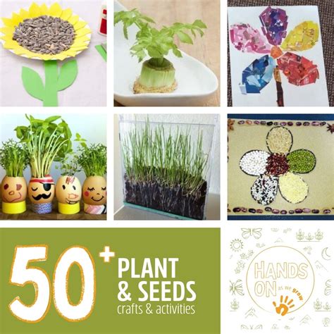 50 Prized Plant Activities With Simple Seed Crafts Plant Science Activities - Plant Science Activities