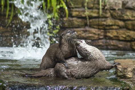 500+ Free Otters & Animal Images - Pixabay