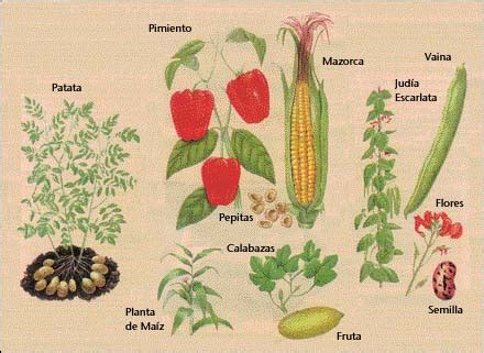 500 años de aportes de américa a la agricultura mundial. - Tropical fruits and other edible plants of the world an illustrated guide zona tropical publications.