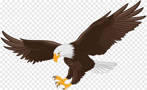500 Ilustrasi Elang Amp Burung Gratis Pixabay Sketsa Gambar Burung Elang - Sketsa Gambar Burung Elang