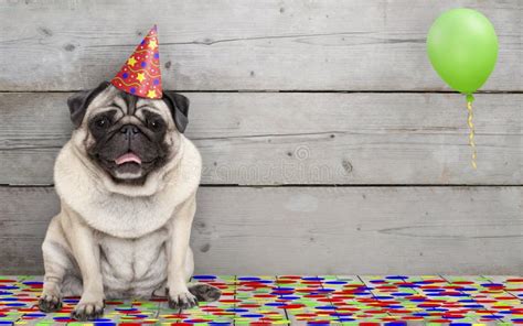 510+ Birthday Pug Stock Photos, Pictures & Royalty-Free …