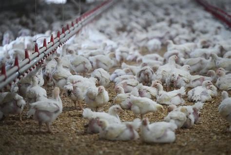 52 commerical and backyard flocks in B.C. have been infected with bird flu