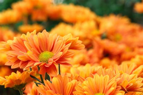 52 Vibrant Plants With Orange Flowers Horticulture Co Shrub With Orange Flowers - Shrub With Orange Flowers