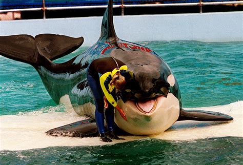 52 years after capture, orca Lolita may return to Pacific