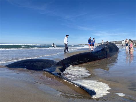 52-foot whale washes up on Pacific Beach in San Diego