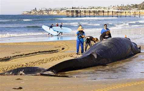 52-foot-long dead fin whale washes up on San Diego beach; cause of death unclear