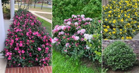 53 Best Low Maintenance Evergreen Shrubs - Balcony … - raincitystudios.com