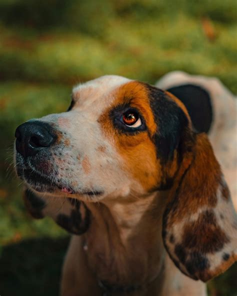 55+ Adorable Male And Female Coonhound Dog Names - Pup …