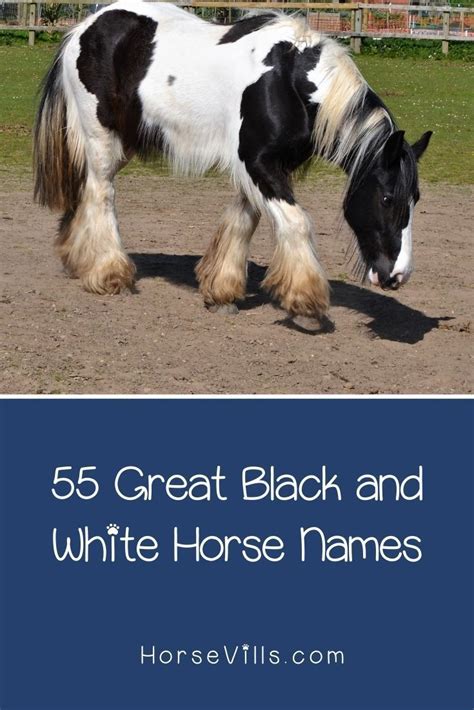 55 Best Black and White Horse Names for Males - HorseVills